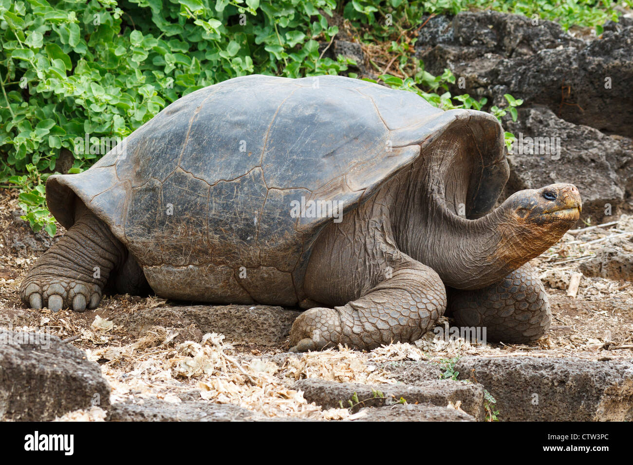 Tortue géante des Galapagos (Chelonoidis nigra), Station de recherche Charles Darwin, le parc national des Îles Galapagos, l'île de Santa Cruz, Galapagos, Equateur Banque D'Images