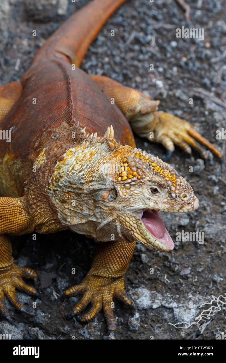 Un iguane terrestre des Galapagos (Conolophus subcritatus) ouvre la bouche, c'est Station de recherche Charles Darwin, le parc national des Îles Galapagos, l'île de Santa Cruz, Galapagos, Equateur Banque D'Images