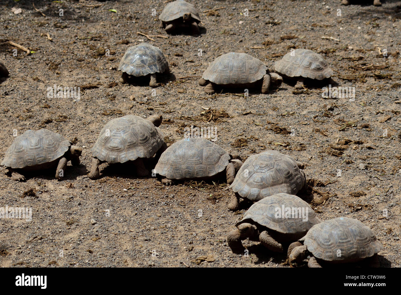 Plusieurs jeunes tortues géantes des Galapagos (Chelonoidis nigra), au Centre d'élevage de Isabela 'Arnaldo Tupiza', le parc national des Îles Galapagos, l'île Isabela, Galapagos, Equateur Banque D'Images