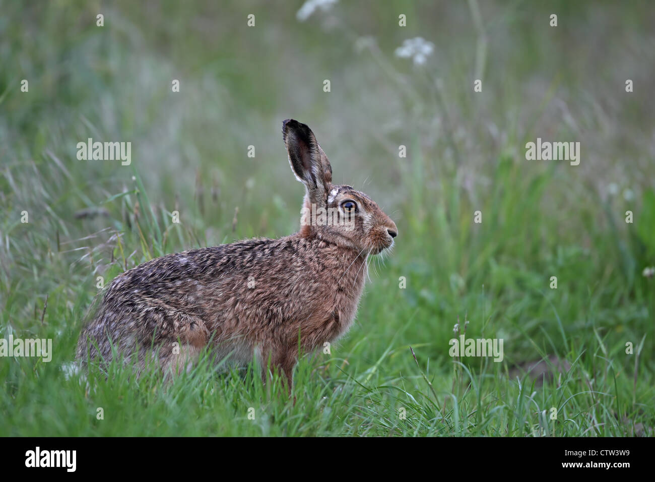 Lièvre brun (Lepus europaeus) Banque D'Images