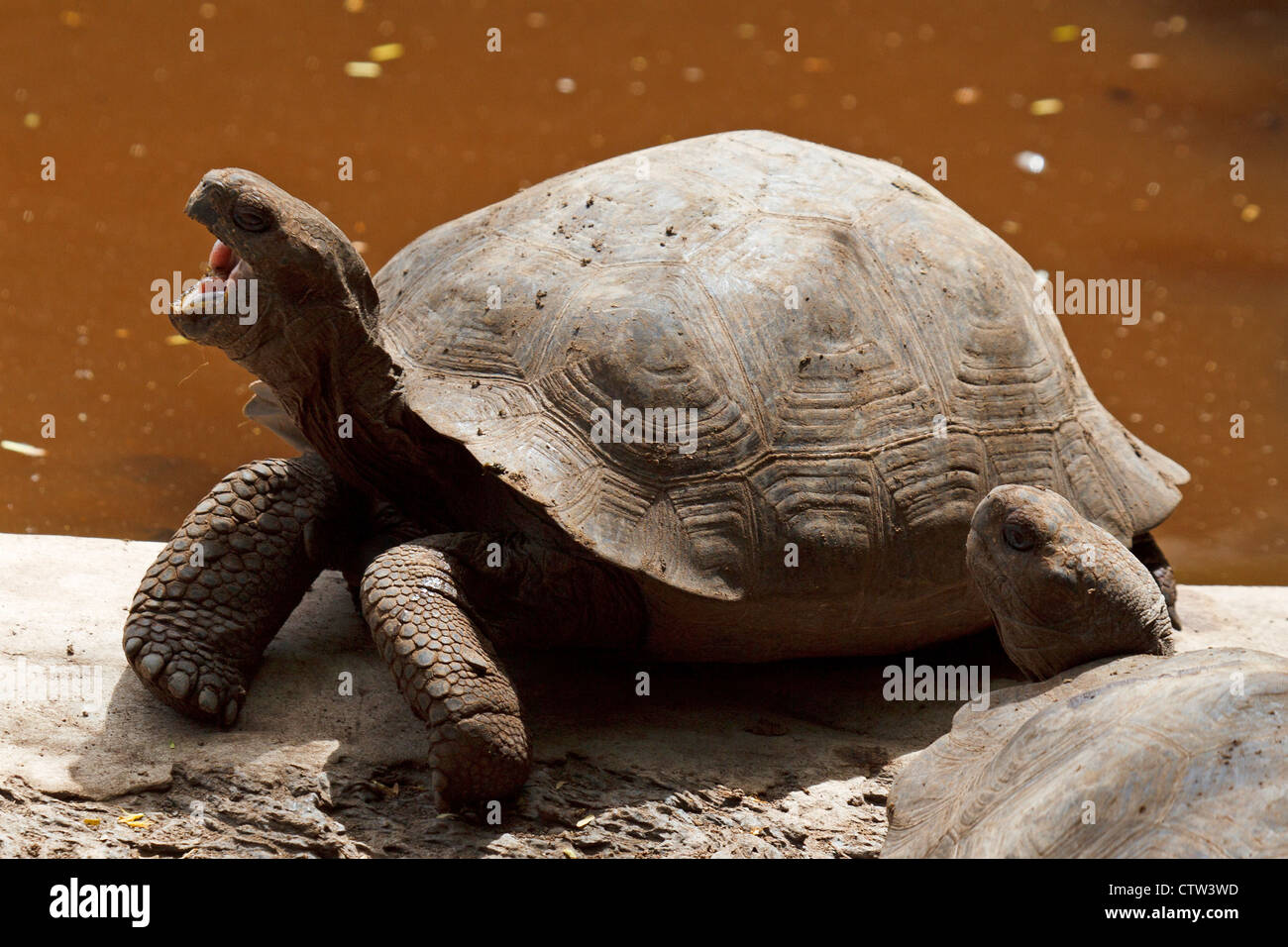 Un bâillement la tortue géante des Galapagos (Chelonoidis nigra), au Centre d'élevage de Isabela 'Arnaldo Tupiza', le parc national des Îles Galapagos, l'île Isabela, Galapagos, Equateur Banque D'Images