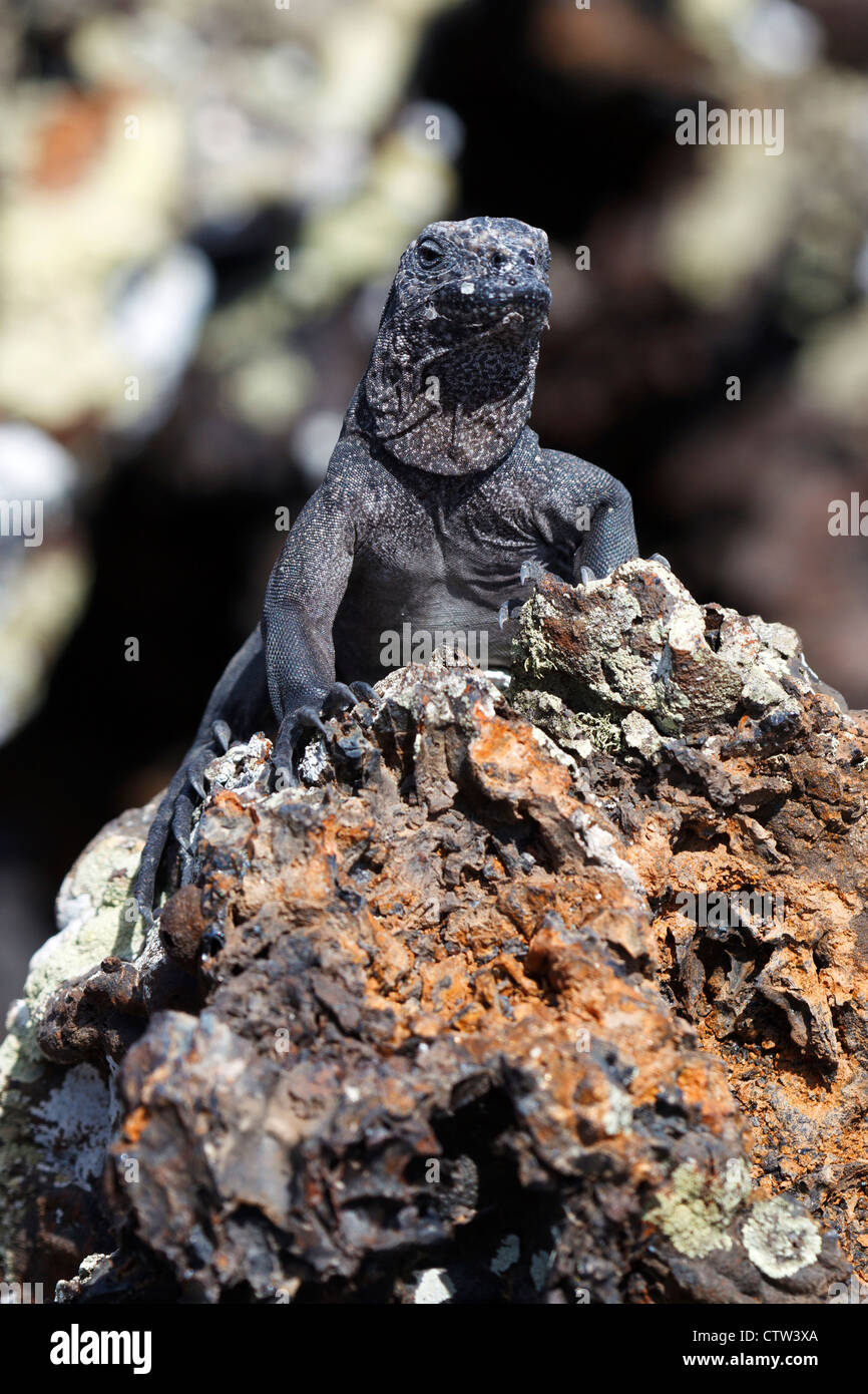 Un jeune iguane marin (Amblyrhynchus cristatus) debout sur une roche de lave, parc national des Îles Galapagos, l'île Isabela, Galapagos, Equateur Banque D'Images