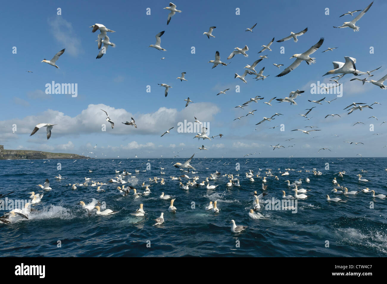 Troupeau d'alimentation de fous de bassan (Morus bassanus) près de l'île de Noss national nature reserve dans l'Îles Shetland. Banque D'Images