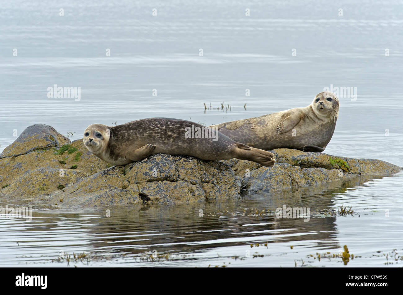 Conjoint ou le phoque commun (Phoca vitulina) sur les roches. Îles Shetland. Juin 2011. Banque D'Images