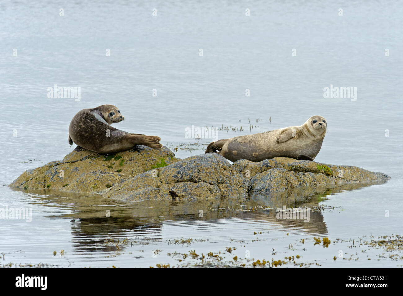 Conjoint ou le phoque commun (Phoca vitulina) sur les roches. Îles Shetland. Juin 2011. Banque D'Images