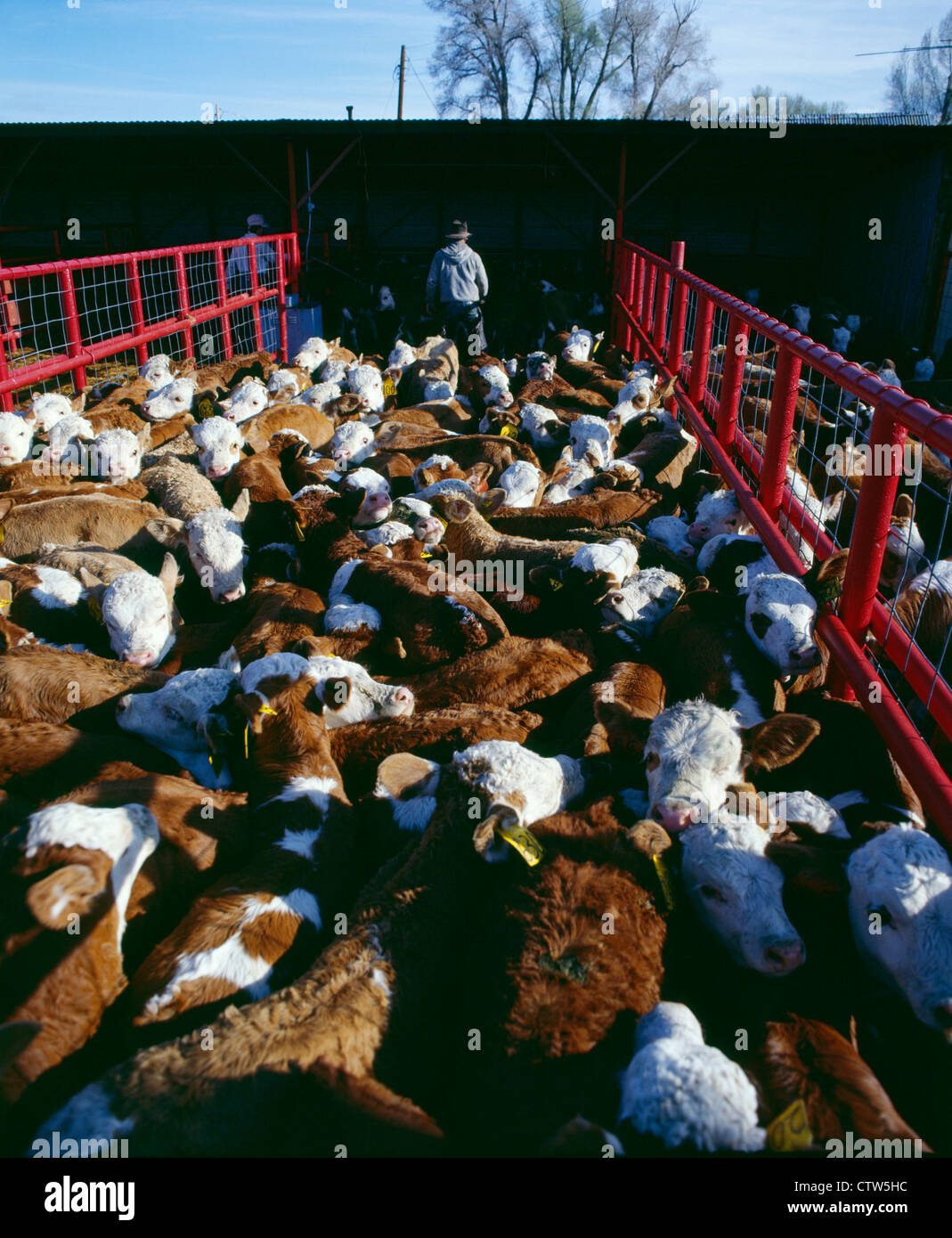 Veaux et vaches de boucherie Banque D'Images