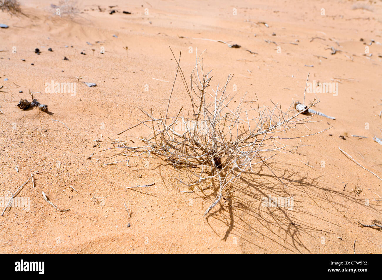 Saxaul sur dune de sable dans le désert de Wadi Rum, Jordanie Banque D'Images