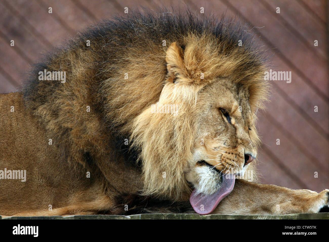 Un lion au Zoo de Colchester de toilettage. Banque D'Images