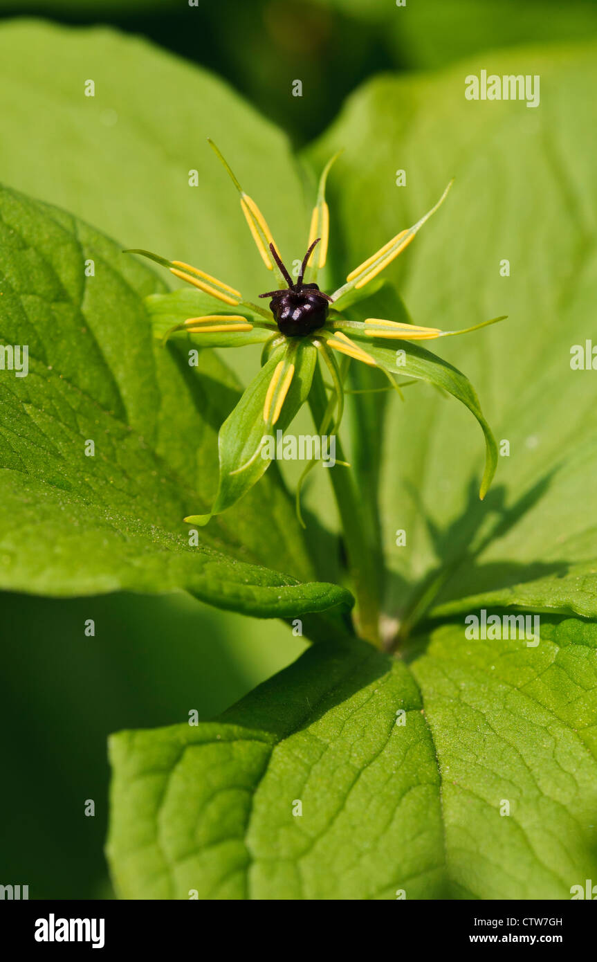 Herb Paris (Paris quadrifolia) floraison dans woodland à Silverdale, Lancashire. Avril. Banque D'Images