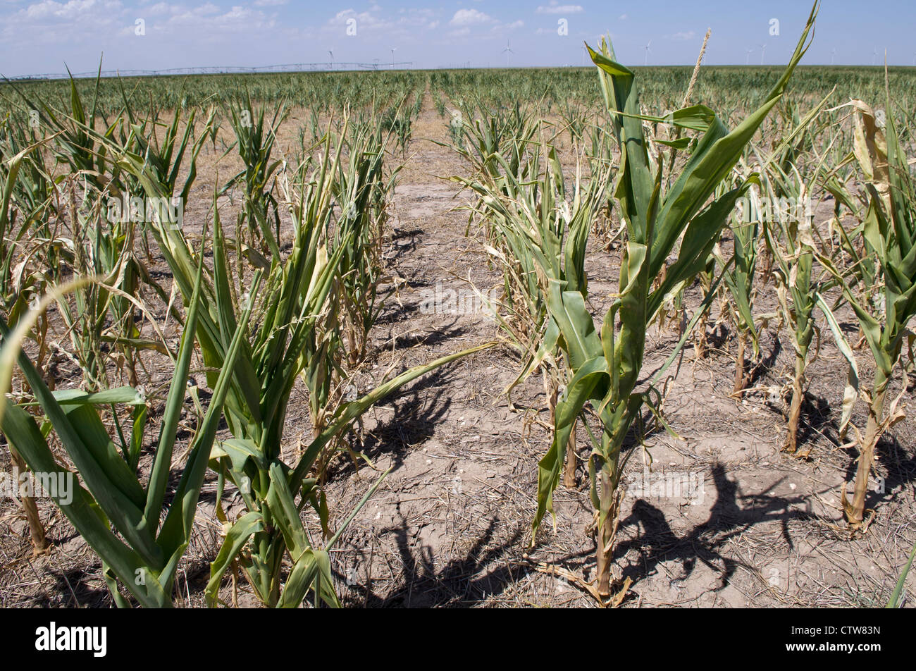 Les cultures de maïs sont en cours dans les conditions de sécheresse Modoc, Kansas. Banque D'Images