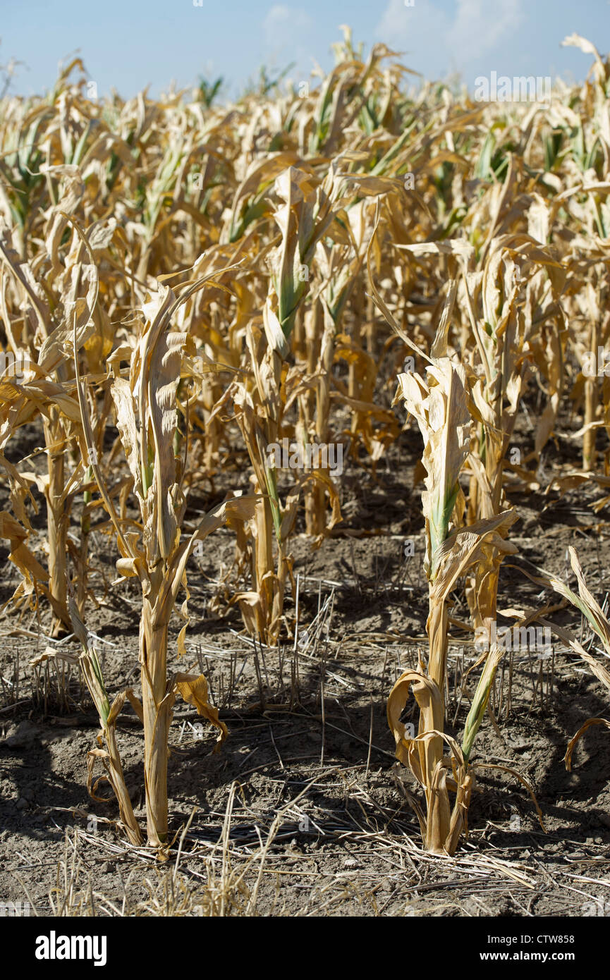 Certaines cultures de maïs dans le Kansas n'ont pas tout à fait au cours de la sécheresse de cette année. Banque D'Images