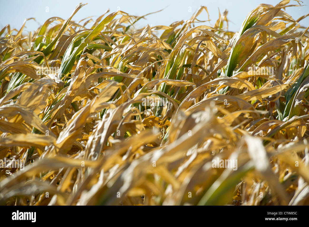 Certaines cultures de maïs dans le Kansas n'ont pas tout à fait au cours de la sécheresse de cette année. Banque D'Images