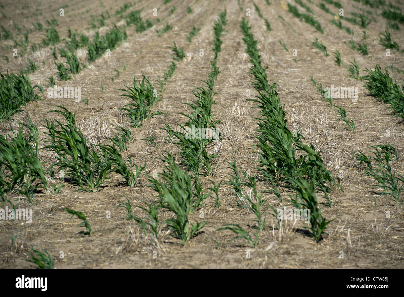 Milo, un sorgho-grain, n'a pas réussi à croître au cours de la sécheresse de cette année dans le Kansas. Banque D'Images