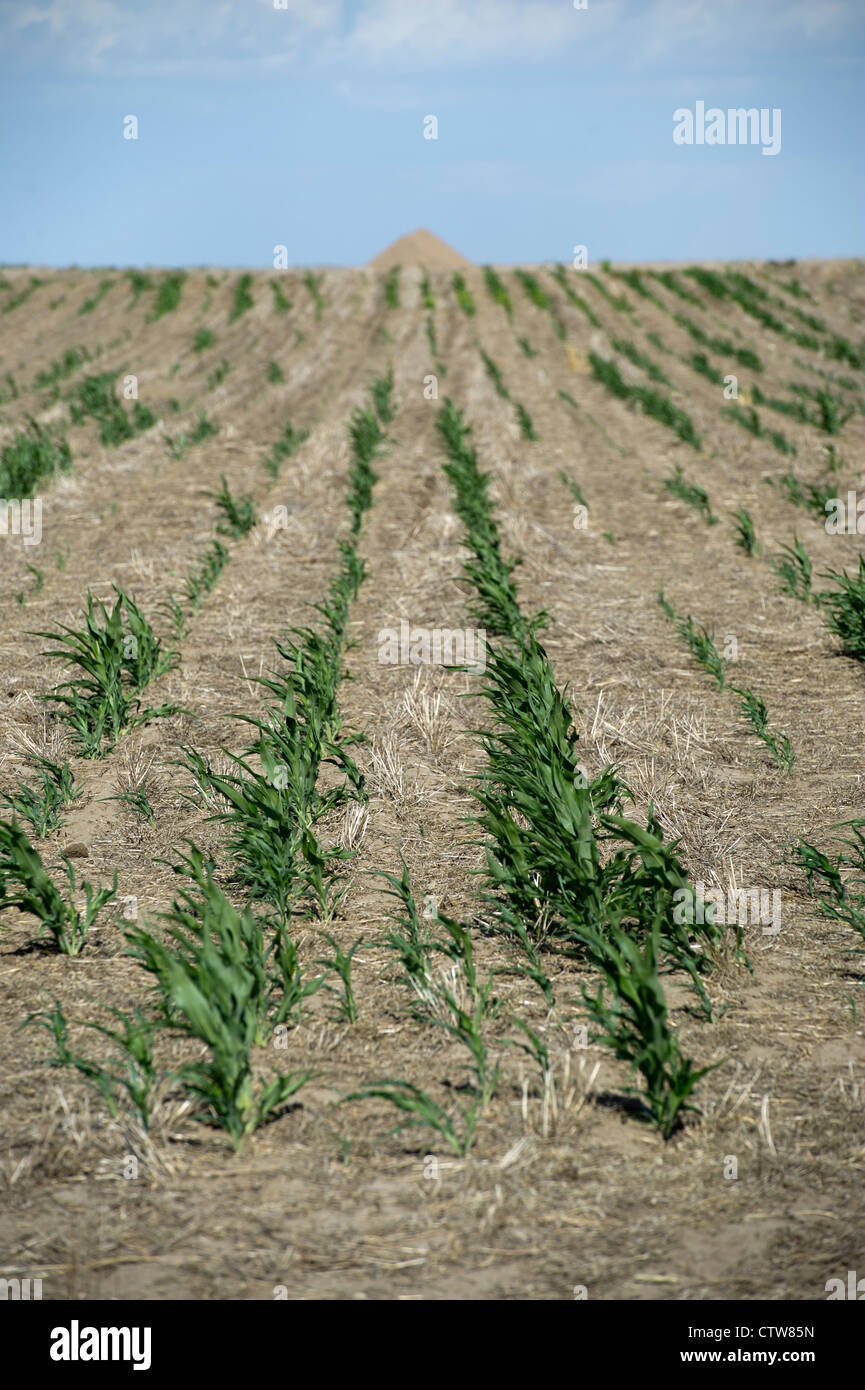 Milo, un sorgho-grain, n'a pas réussi à croître au cours de la sécheresse de cette année dans le Kansas. Banque D'Images