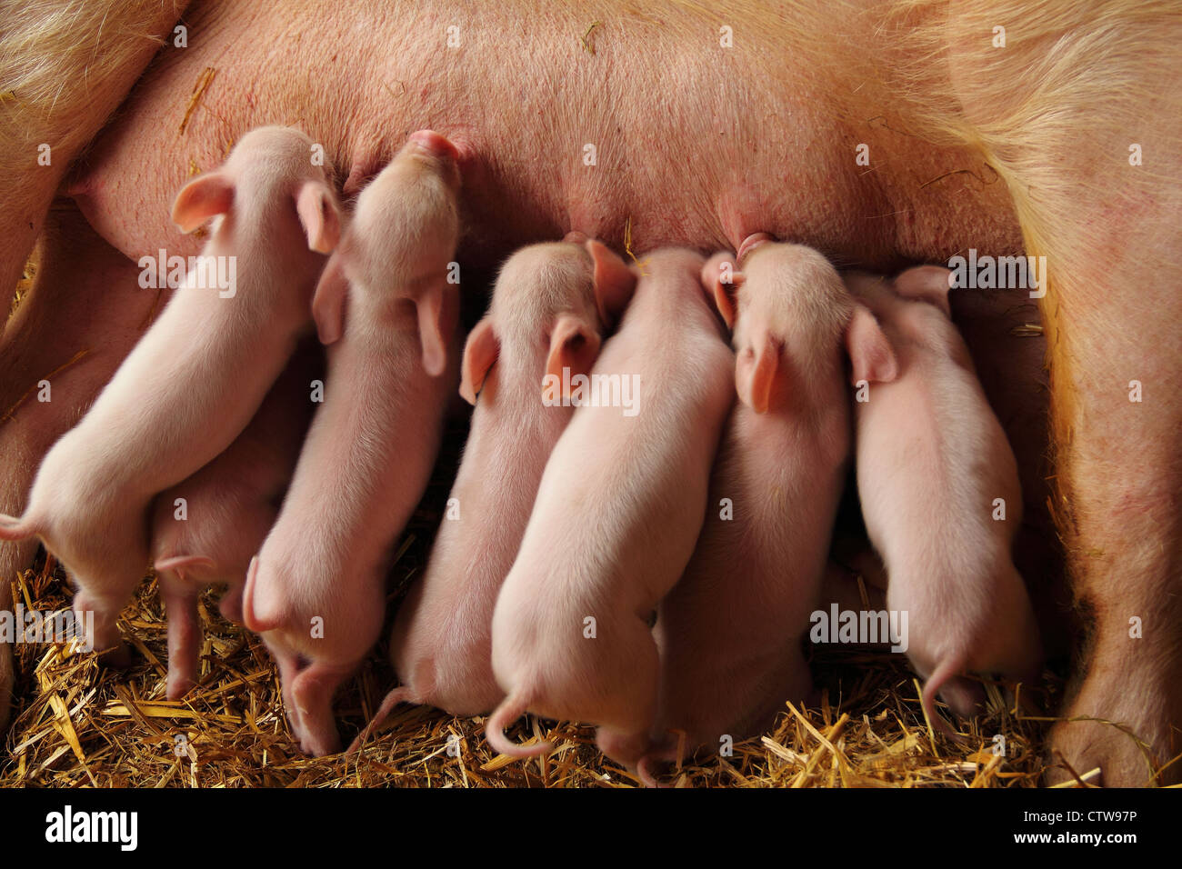 Les porcelets de lait Banque D'Images