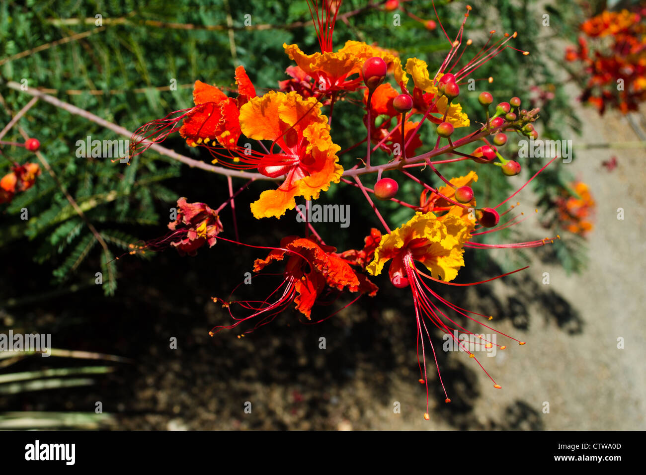 Le rouge vif et jaune fleurs de Caesalpinia mexicana, l'oiseau de paradis rouge Banque D'Images