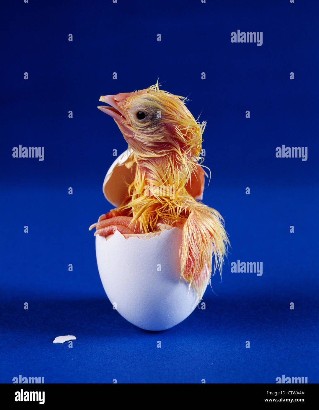 L'ÉCLOSION HY-LINE Leghorn blanche POUSSIN COUCHE / STUDIO Banque D'Images