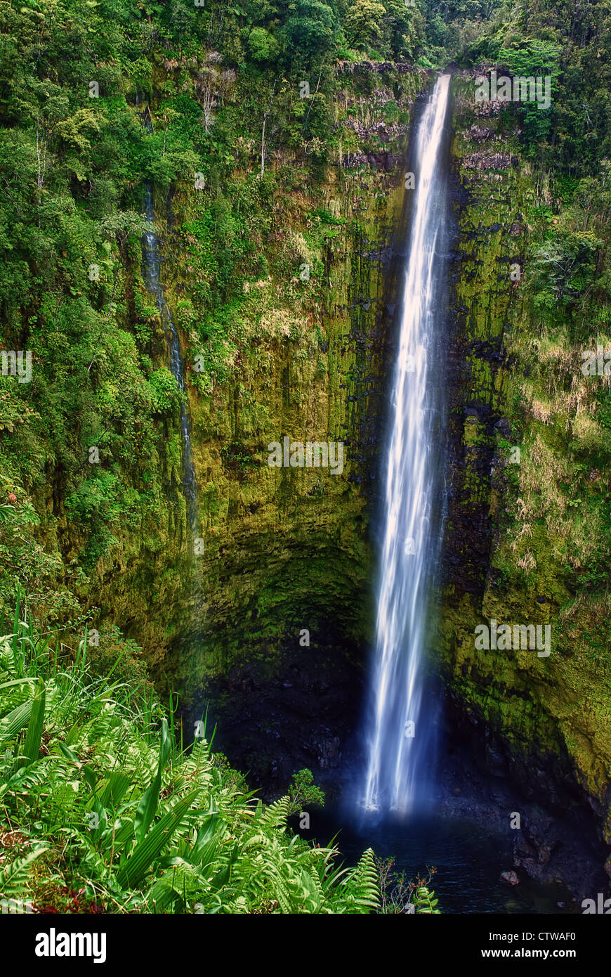 Akaka Falls State Park de Big Island Hawaii Banque D'Images