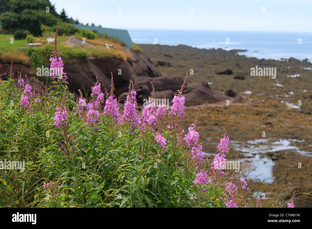 Lupins roses poussent sur le côté d'une falaise le long de la côte dans la baie de Fundy à marée basse montrant les algues Banque D'Images