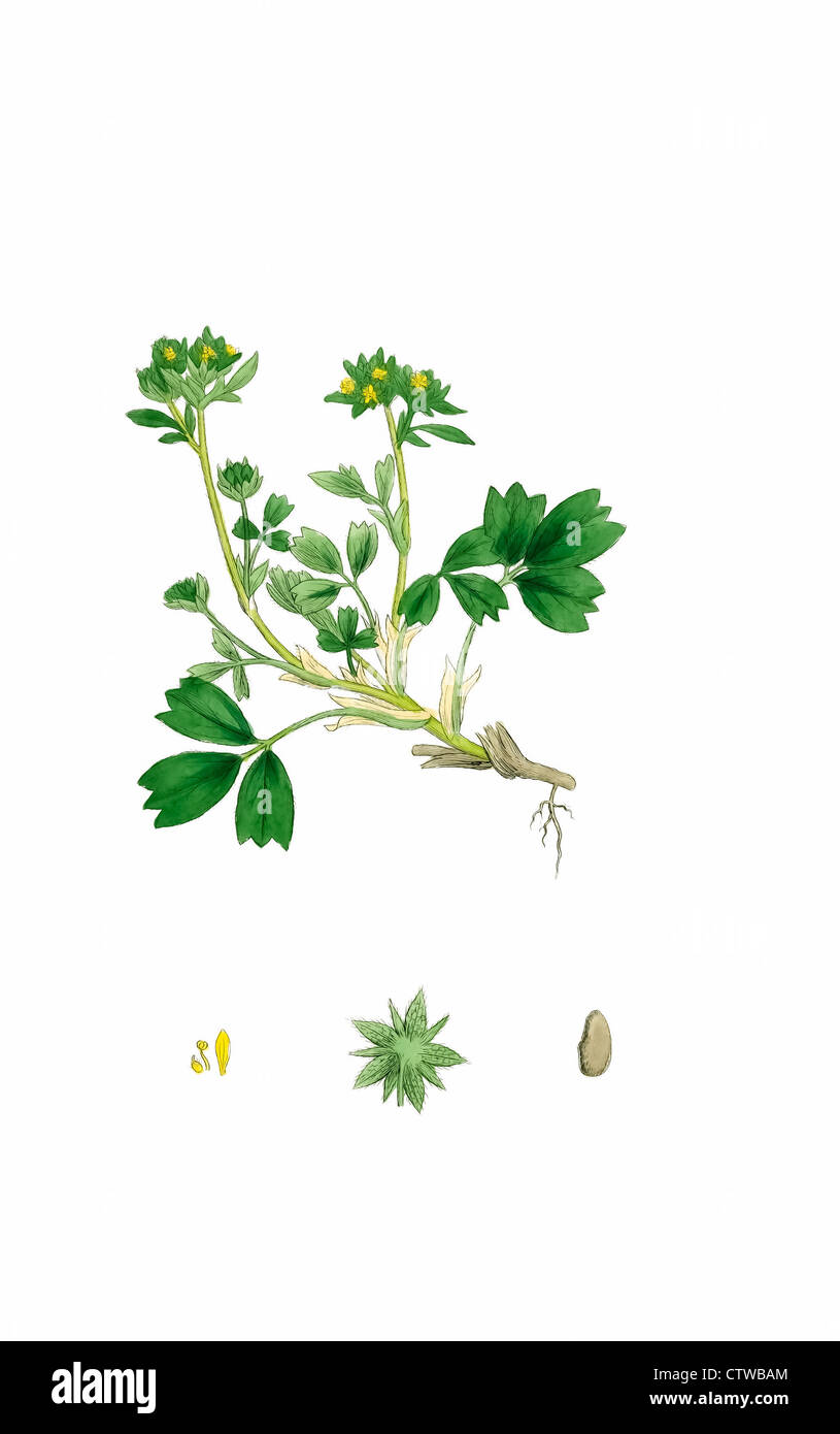 Illustration de sibbaldia couchées, ou rampante, sibbaldia par Sowerby - cette plante arctique a été faite dans un thé par les Inuit. Banque D'Images