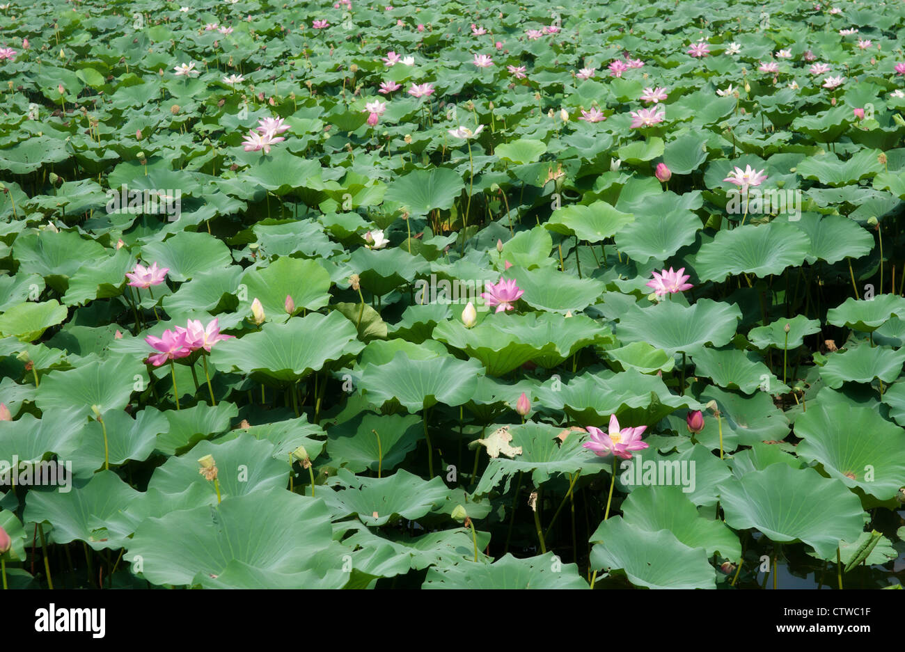Une grande image de belle eau lillies Banque D'Images