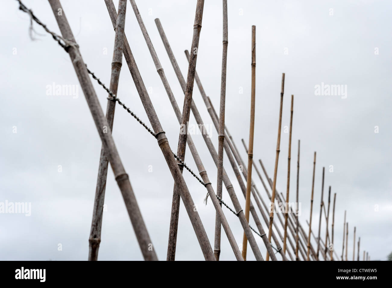 Bean bambou polonais dans un jardin contre un ciel gris au Royaume-Uni Banque D'Images