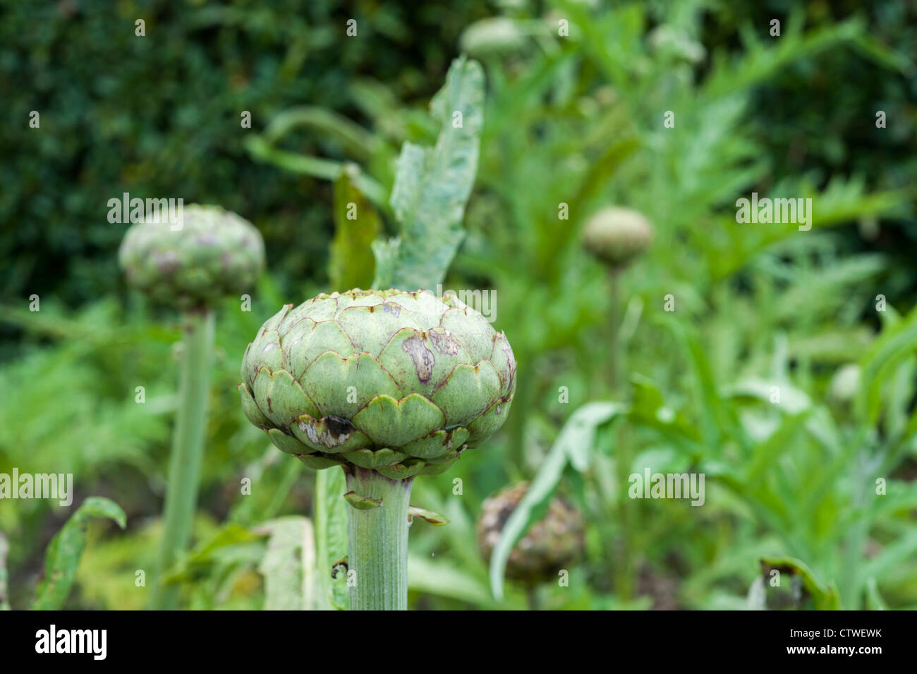 Les chefs de l'artichaut dans un jardin ou Cynara cardunculus juste avant la floraison. Banque D'Images