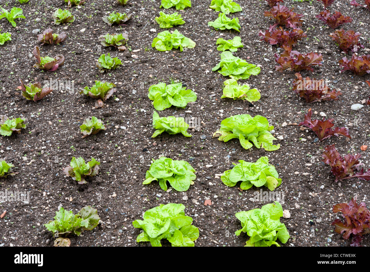 Les laitues dans un jardin en pleine croissance au Royaume-Uni Banque D'Images