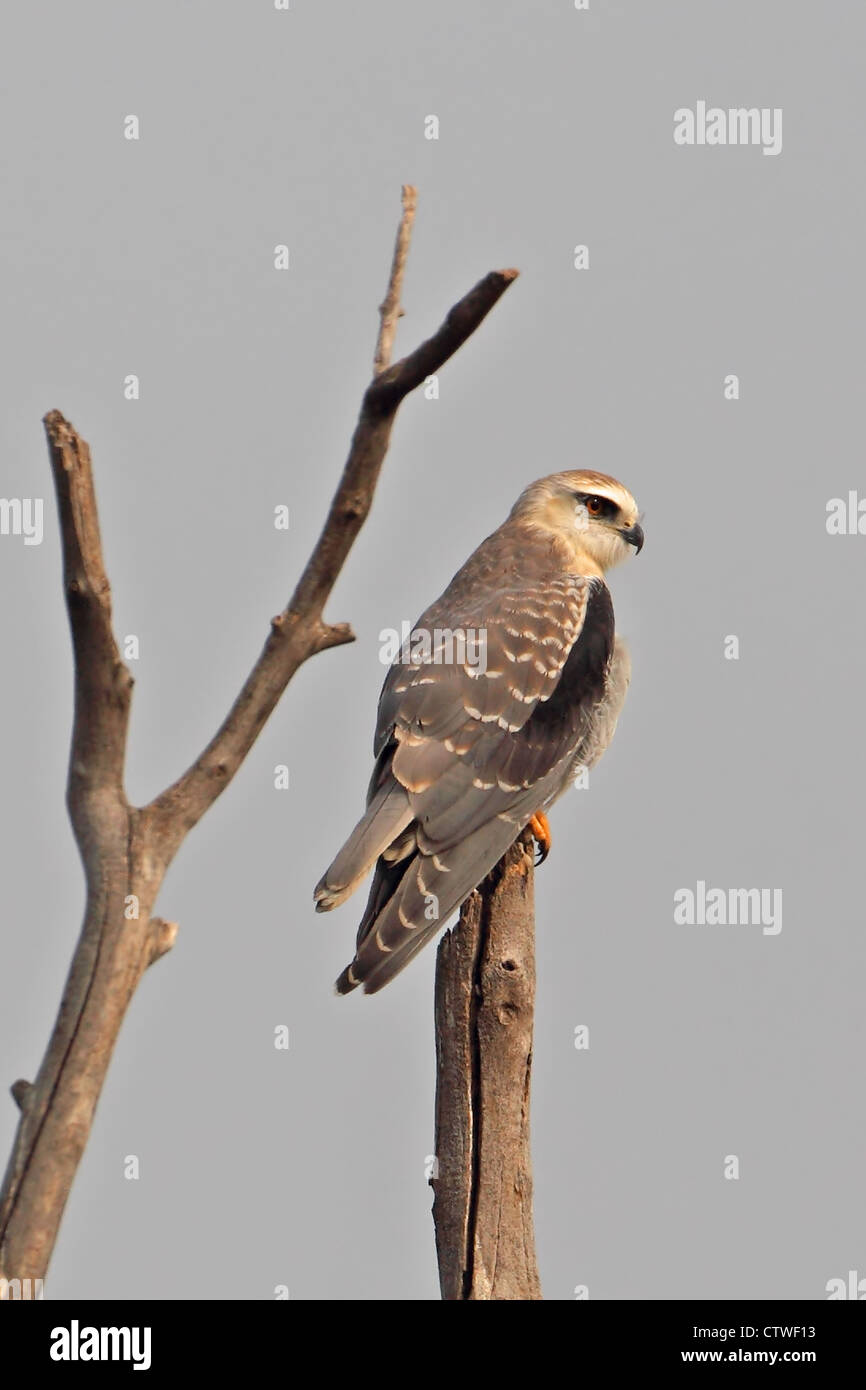 Black-winged Kite (Elanus caeruleus) Banque D'Images