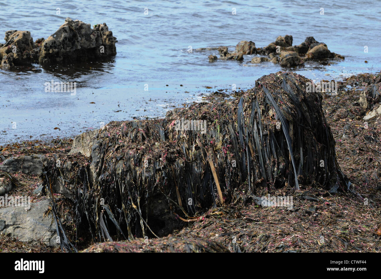 Grande pierre couvert d'algue marine tête noire, le Burren, comté de Clare, sur la côte ouest de l'Atlantique, en Irlande. Banque D'Images