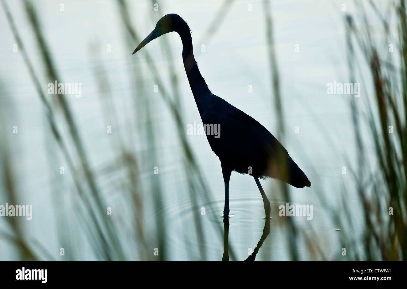 Egret, chincoteague refuge national de vie sauvage, Virginie, USA Banque D'Images