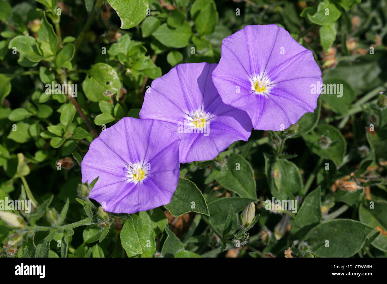 Blue Rock, liseron des champs Convolvulus sabatius, Convolvulaceae. L'Italie, la Sicile et l'Afrique du Nord. Également connu sous le nom de C. mauritanicus. Banque D'Images