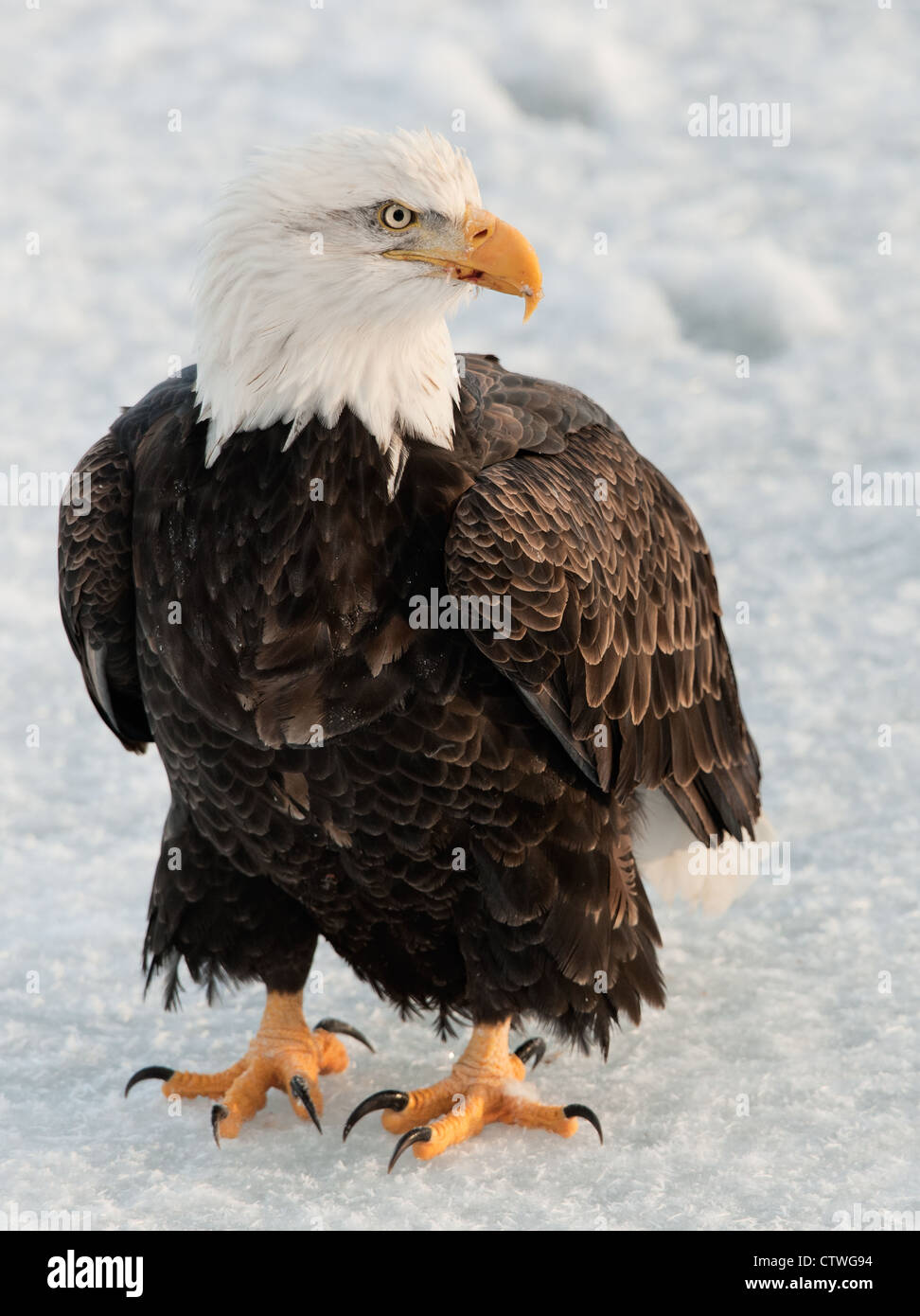 Portrait d'un pygargue à tête blanche d'Amérique du Nord - Haliaeetus leucocephalus Banque D'Images