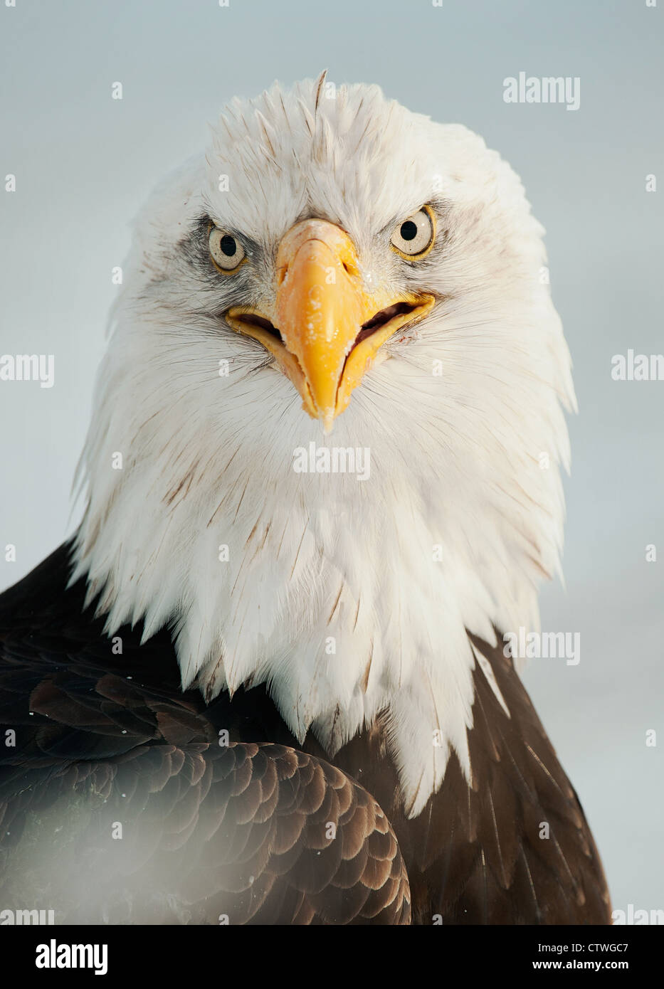 Portrait d'un pygargue à tête blanche d'Amérique du Nord - Haliaeetus leucocephalus Banque D'Images