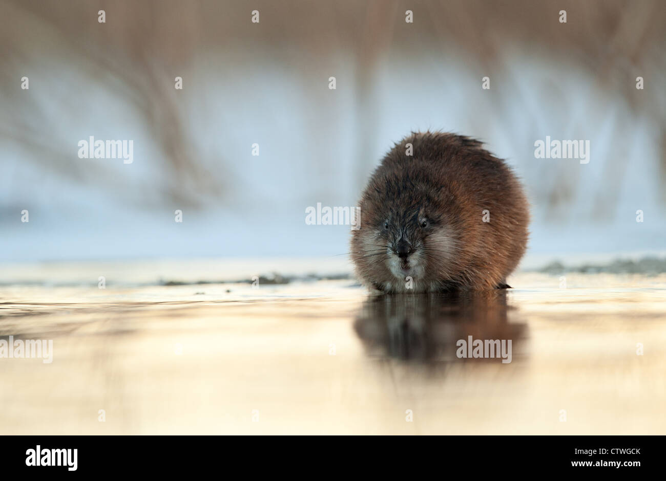 Le rat musqué (Ondatra ) Banque D'Images