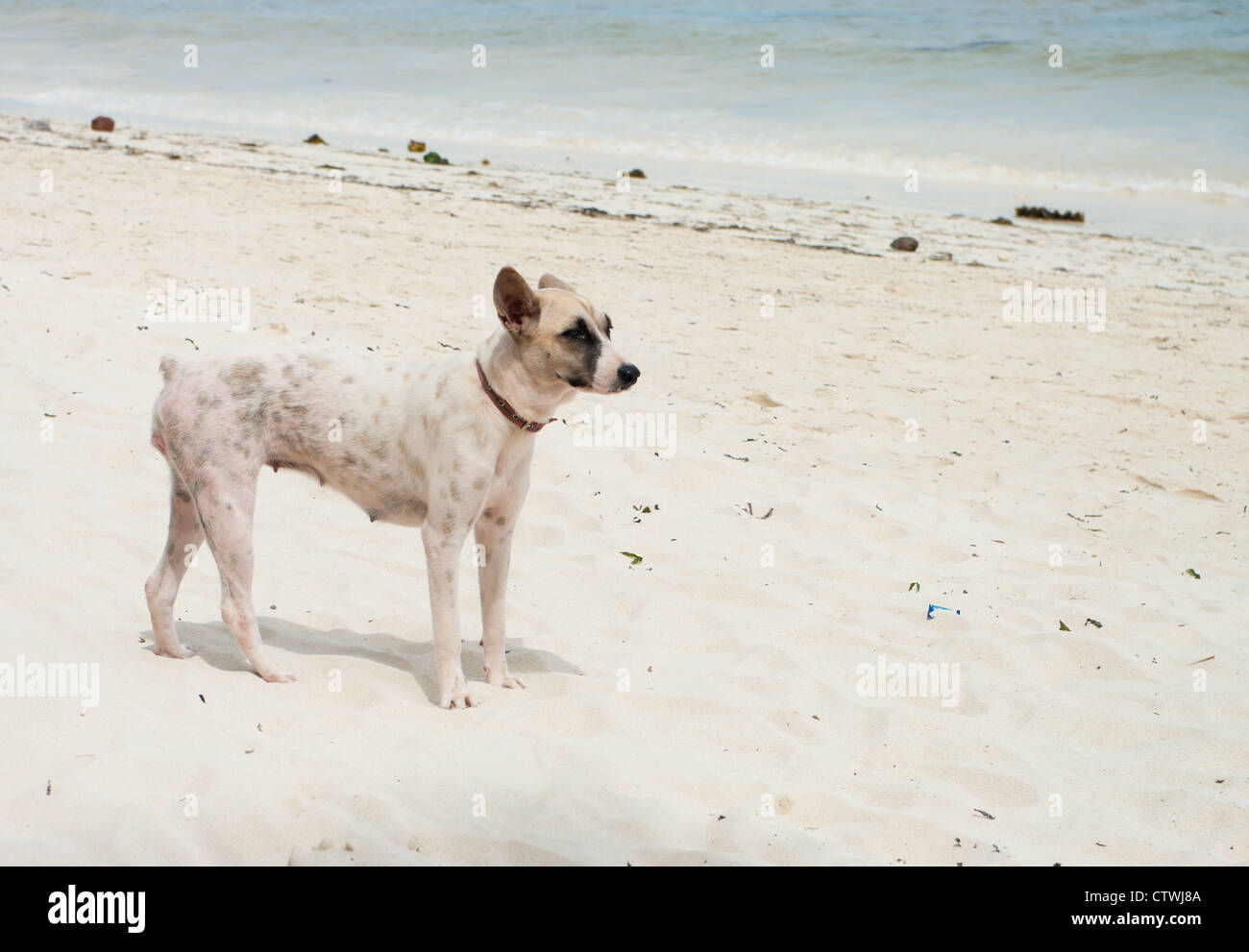 Chien errant sur une plage à Bohol, Philippines Banque D'Images