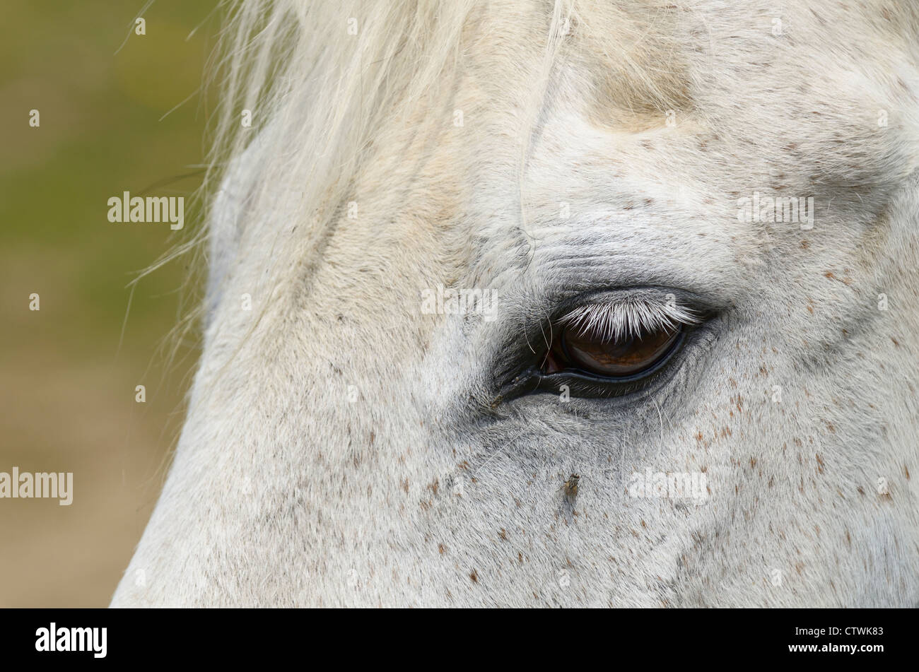Œil d'un cheval pur-sang gris mordu aux puces avec mouche près de eye Banque D'Images