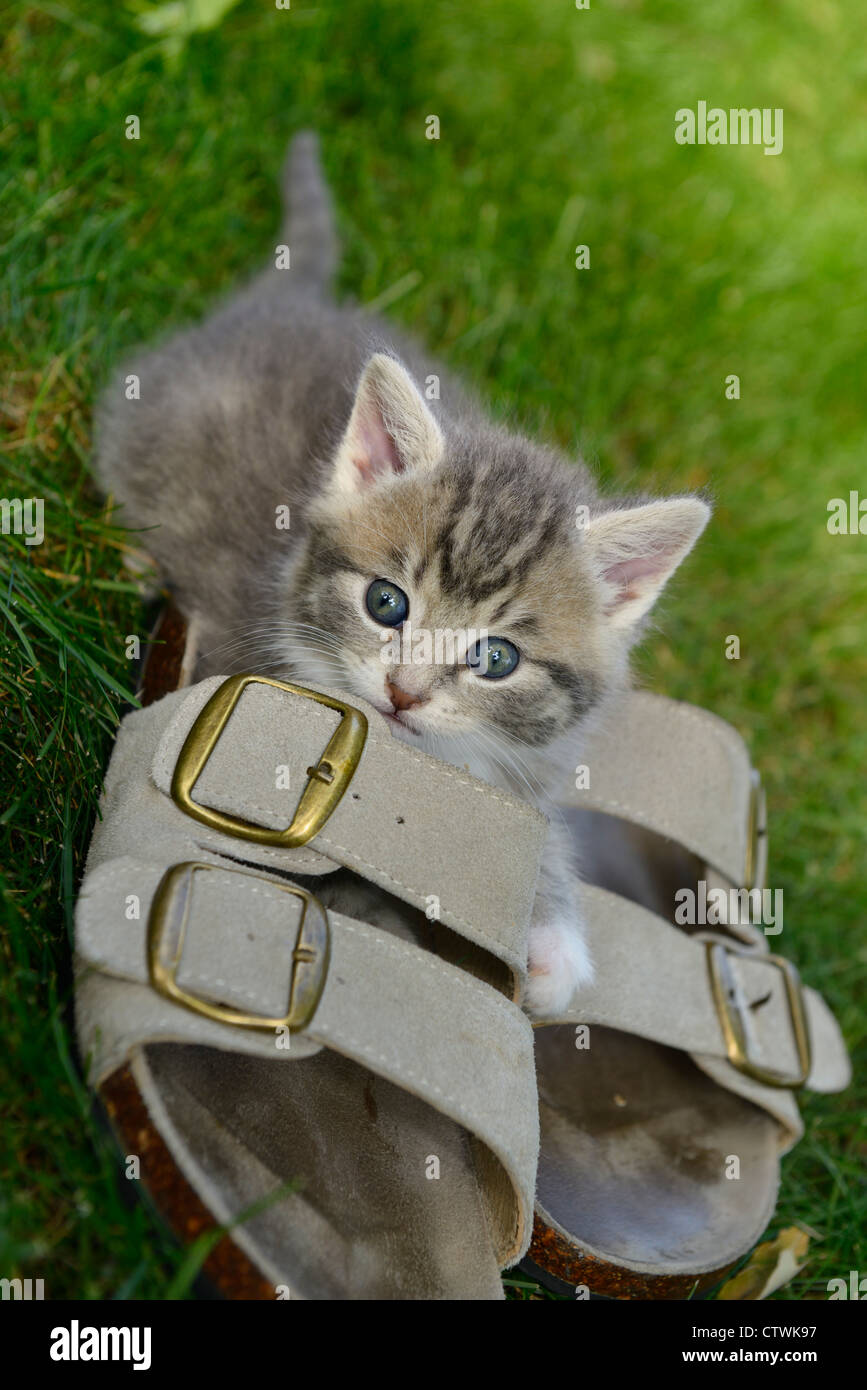 Chaton femelle en plein air Chaussures attaque sur la pelouse Banque D'Images