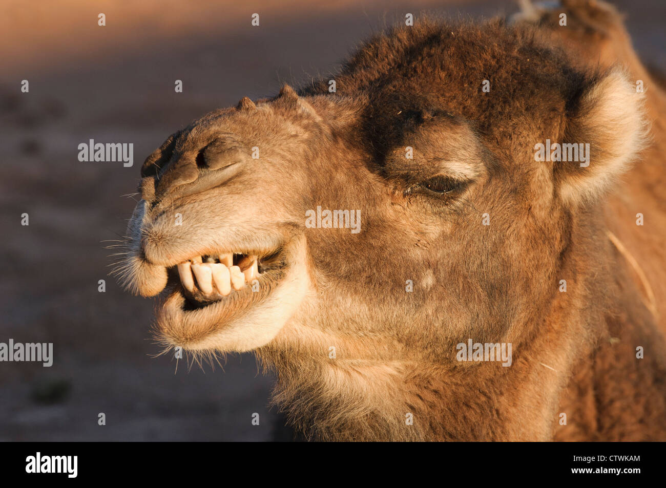 Close up de chameau dans le désert du Sahara, l'Erg Chigaga, Maroc Banque D'Images