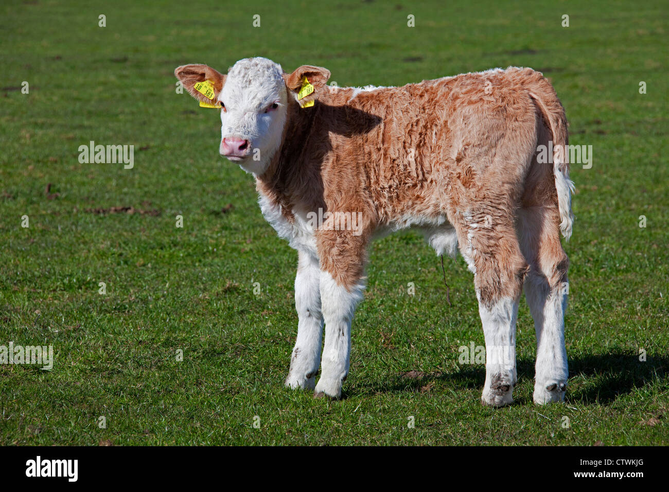 Mollet (Bos taurus) à partir de la vache domestique marqués d'étiquettes d'oreille jaune dans les deux oreilles en champ, Allemagne Banque D'Images