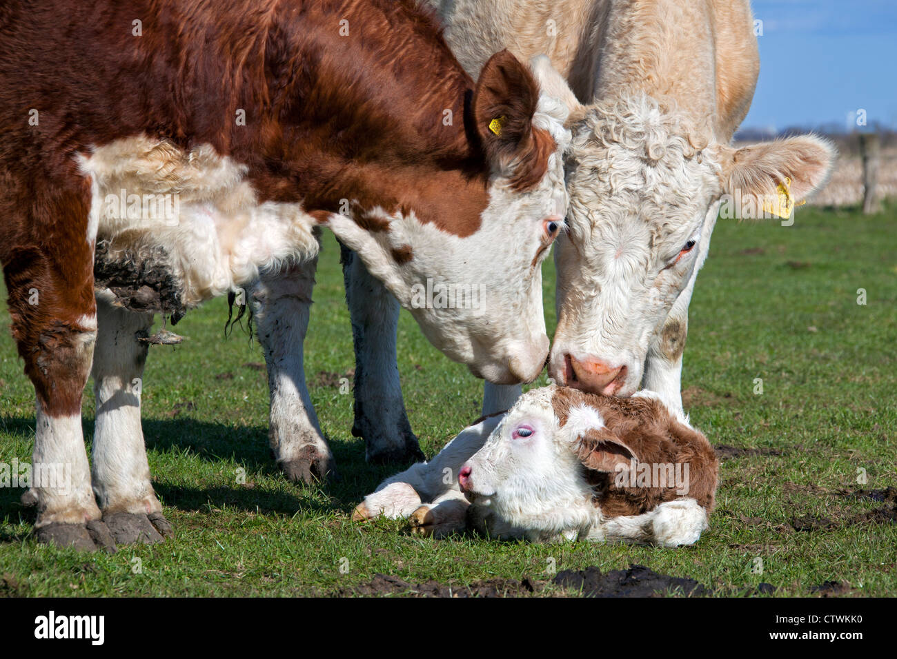 Curieux de vaches (Bos taurus), à l'inhalation de veau nouveau-né dans le champ, Allemagne Banque D'Images