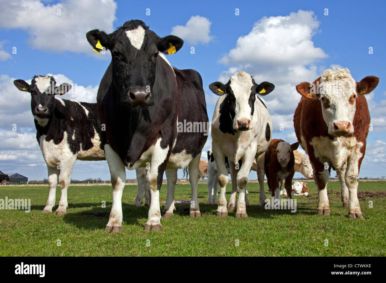 Troupeau de vaches noires et blanches (Bos taurus) marqués d'étiquettes d'oreille jaune dans les deux oreilles en champ, Allemagne Banque D'Images