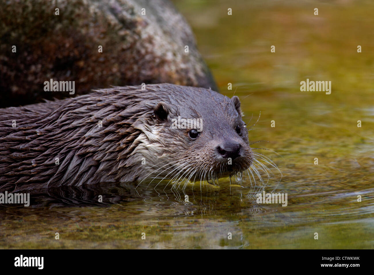 Loutre d'Europe (Lutra lutra) close-up portrait Banque D'Images