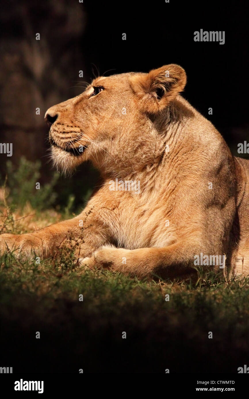 Une lionne (Panther Leo) mentir est le repos, à la recherche autour de Banque D'Images