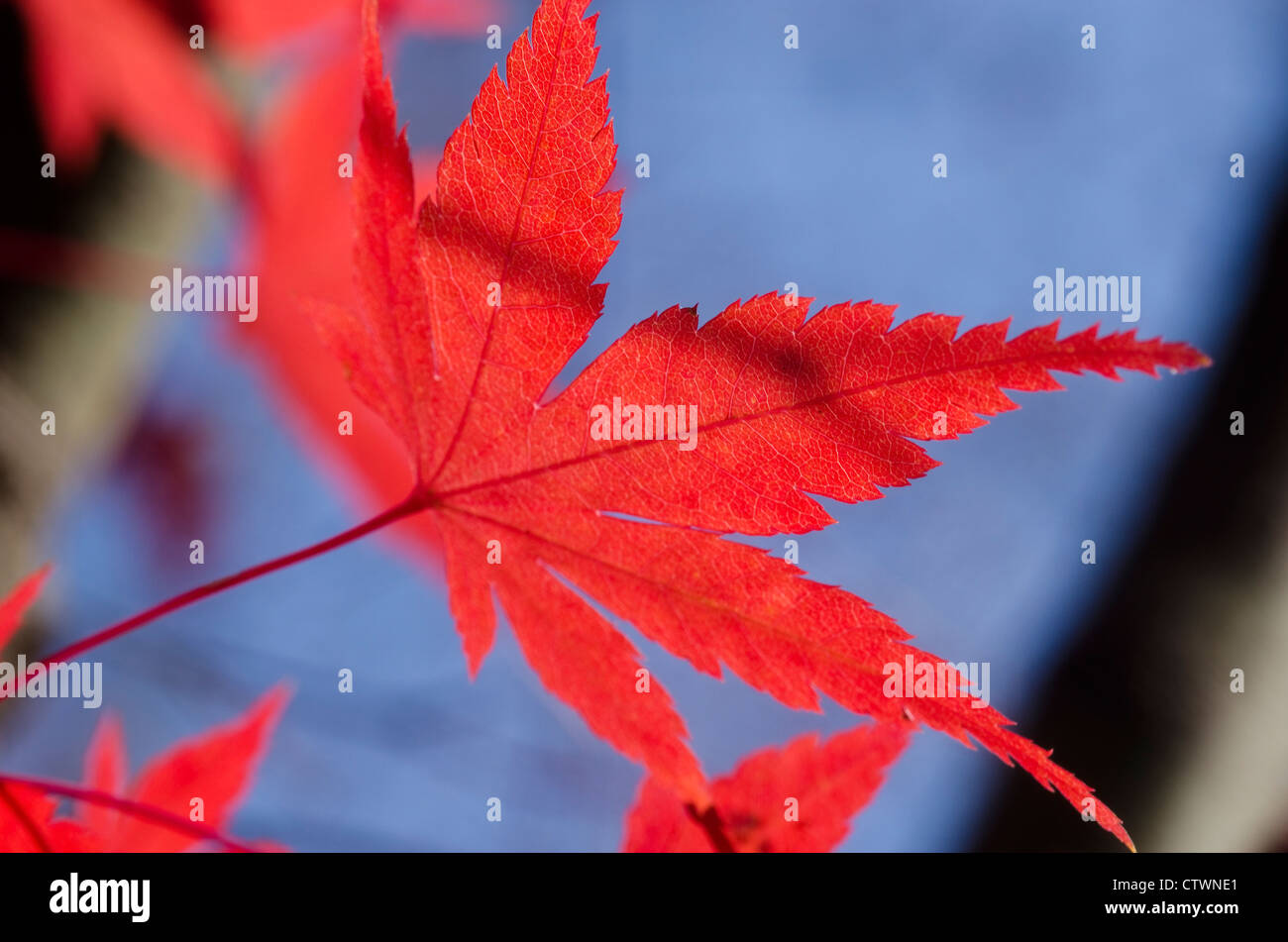 Détail d'une feuille rouge d'érable du Japon, Acer palmatum sur l'arbre en automne Banque D'Images