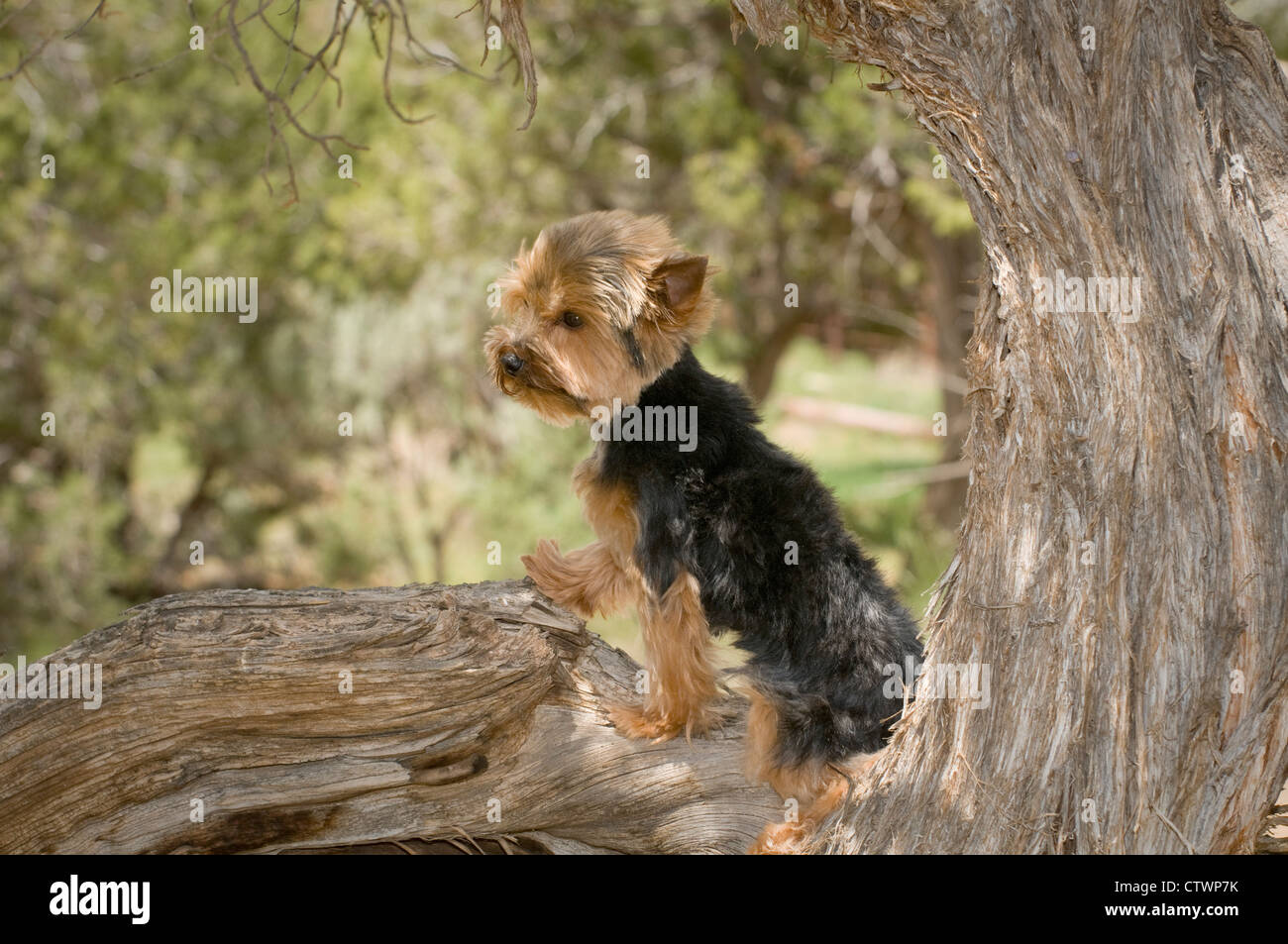 Yorkshire Terrier standing in tree Banque D'Images