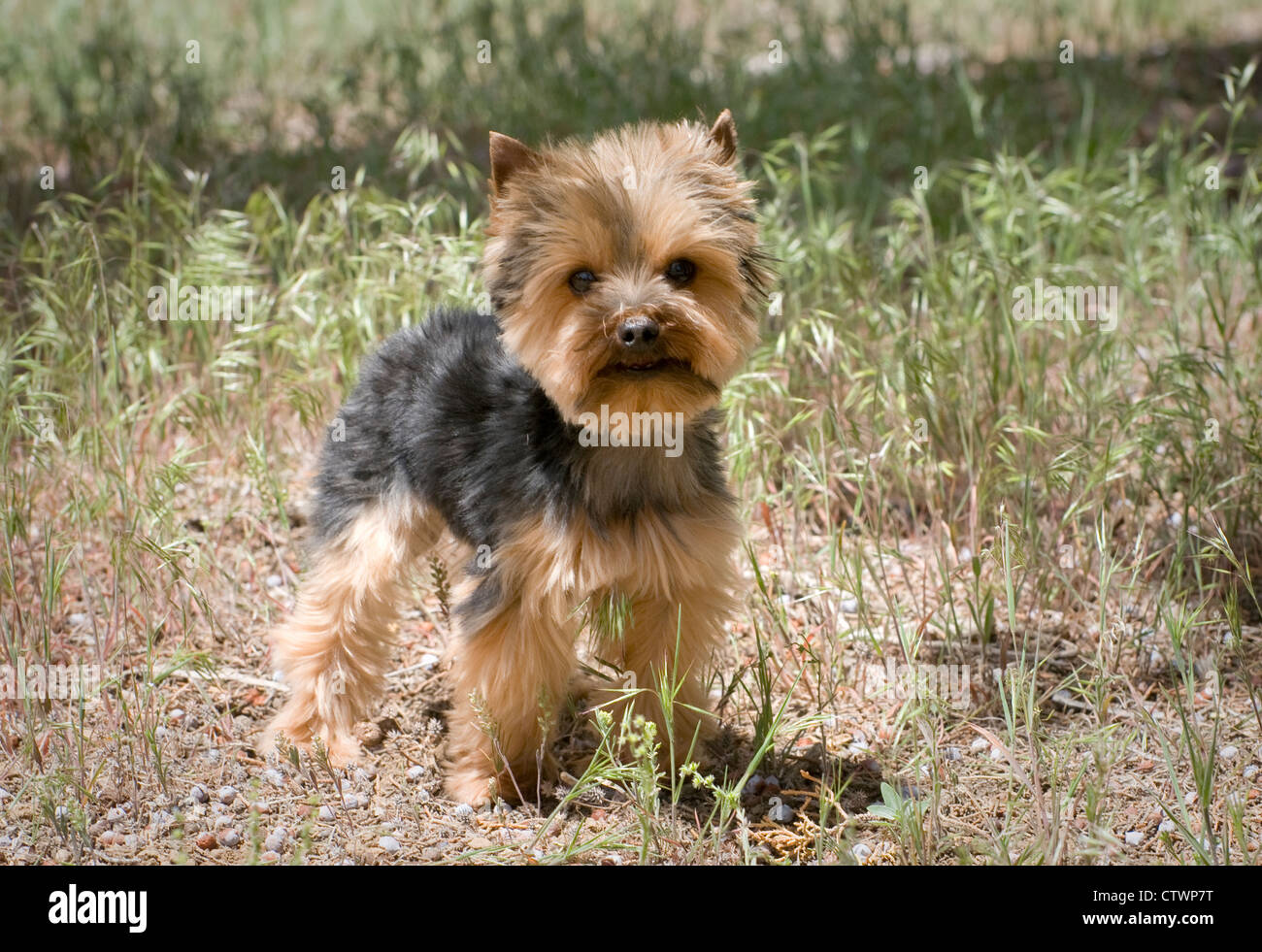 Yorkshire Terrier standing Banque D'Images