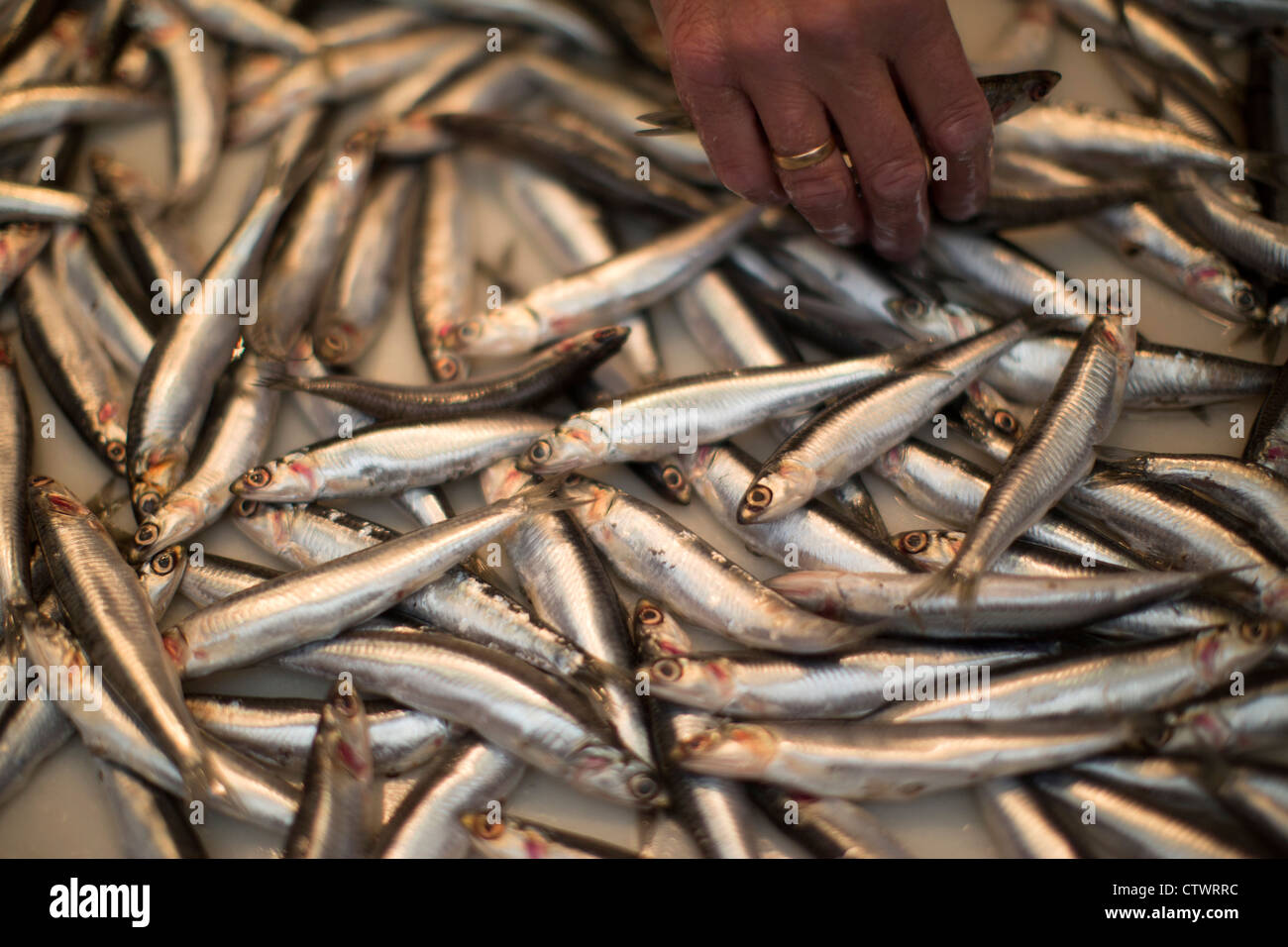Sardines vendues à leur Malaga Espagne Banque D'Images