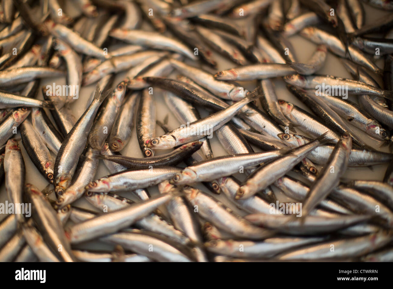 Sardines vendues à leur Malaga Espagne Banque D'Images