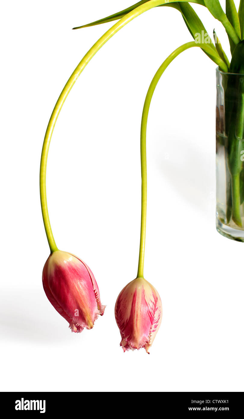 Deux bulbes de tulipes dans un vase sur un fond blanc Banque D'Images